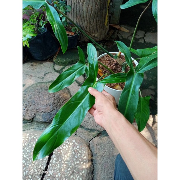 philodendron mexicanum