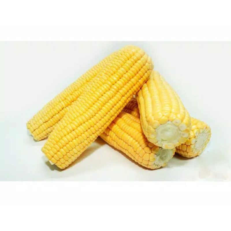 

JAGUNG MANIS SEGAR