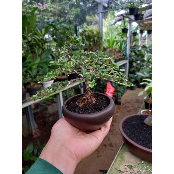 bonsai mame mirten variegata
