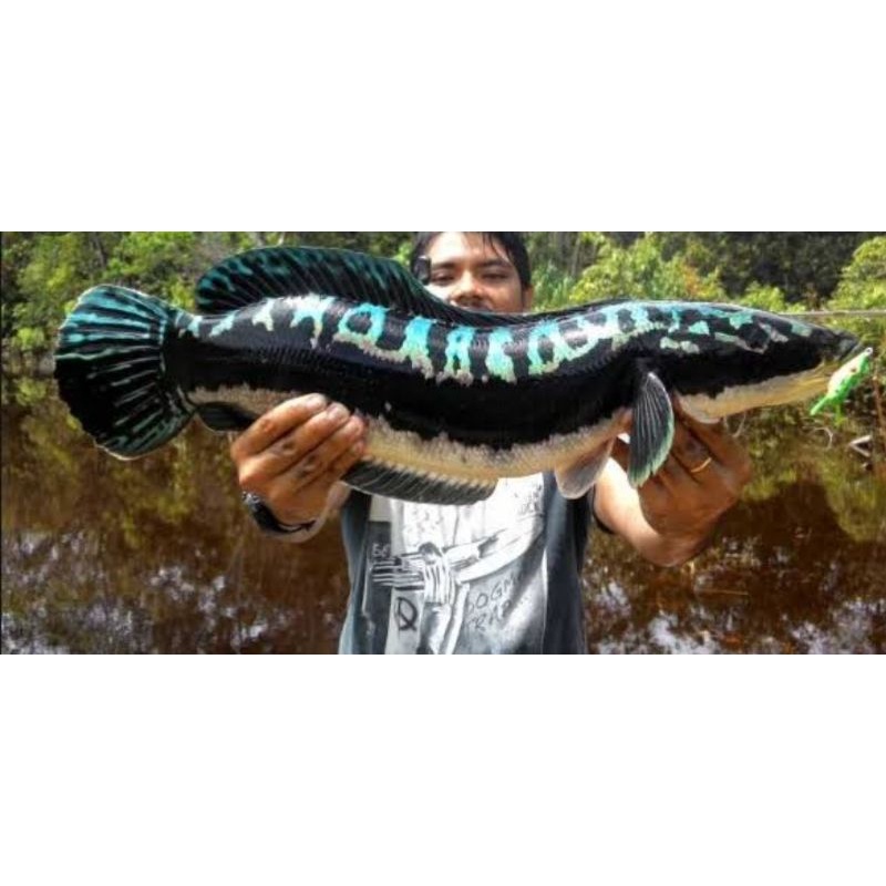 Green Toman 35CM