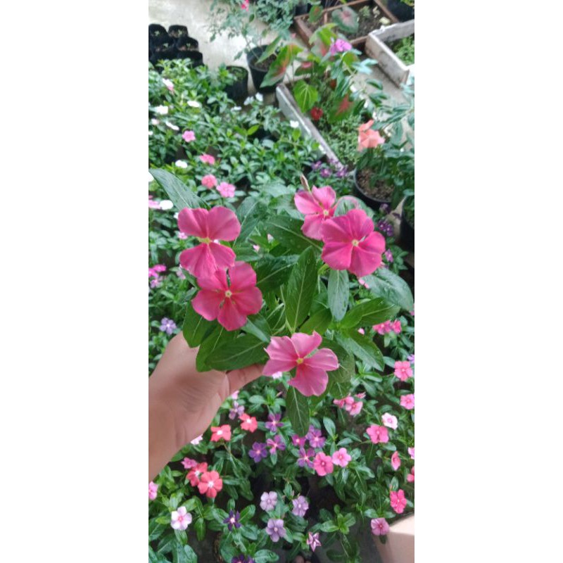 

Bunga Vinca