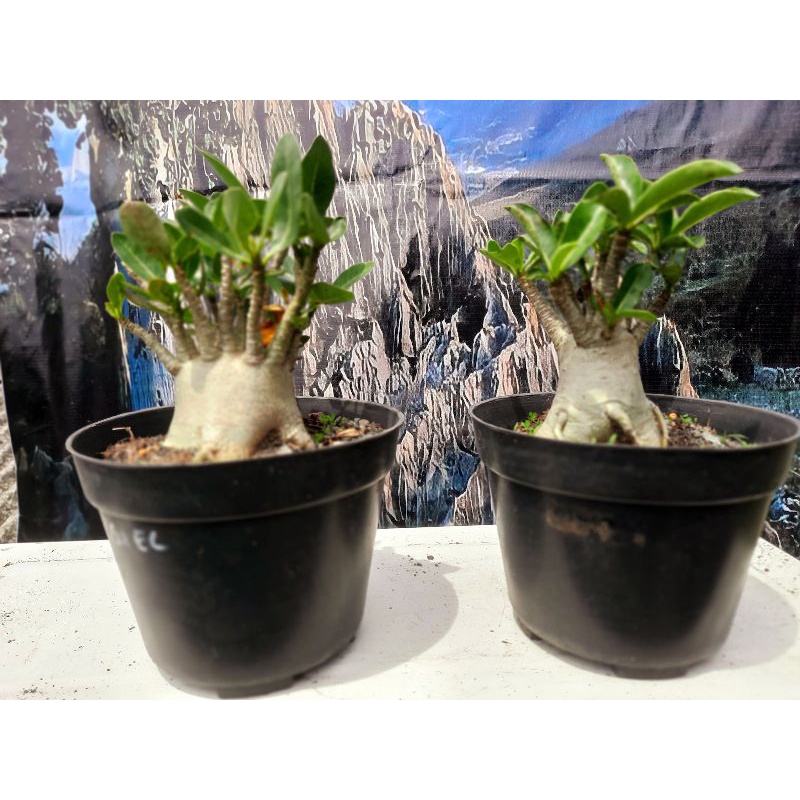Adenium Godji x Emerald Crown ( EC )