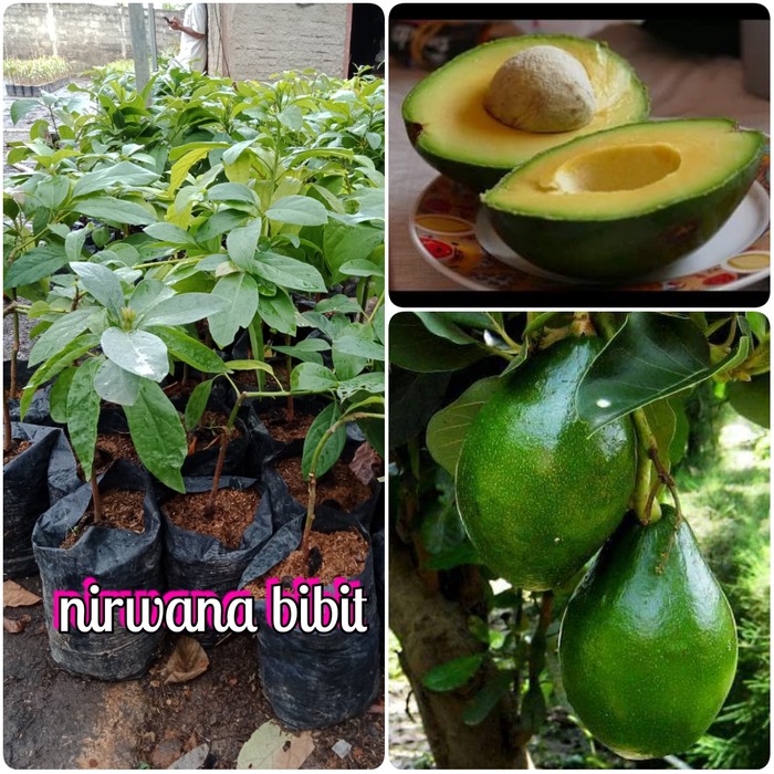 bibit buah alpukat mentega miki
