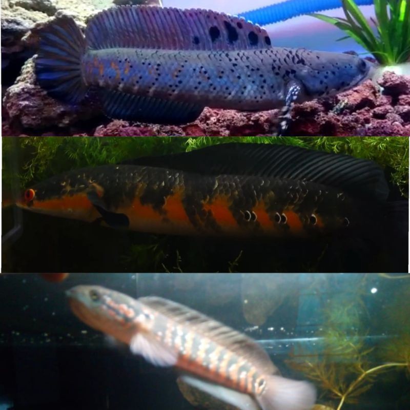 Paket Hemat Red Channa (Red Maru, Red Asiatica RS, Bankanensis) 3 Item Extra