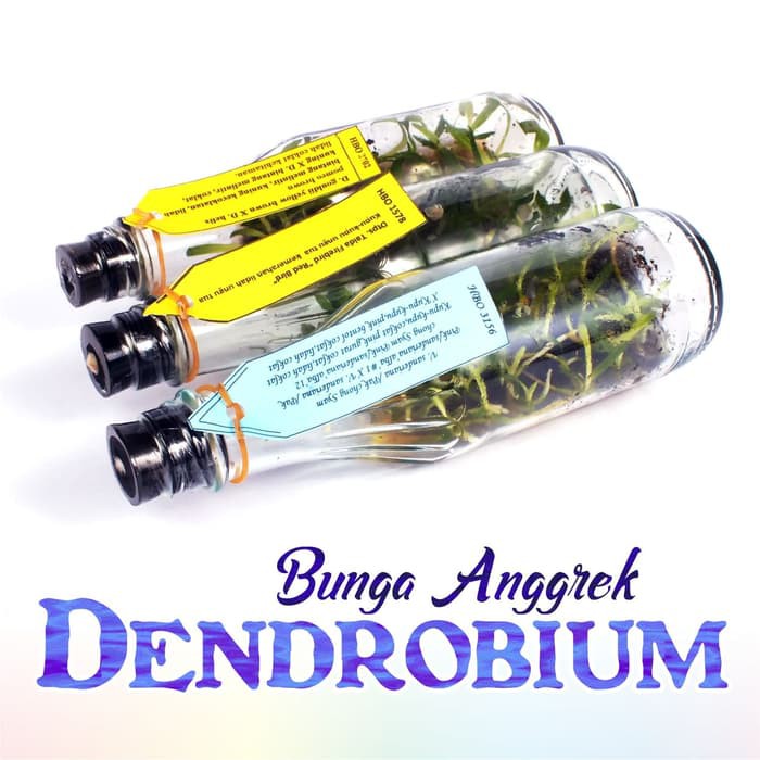 Bibit Bunga Anggrek DENDROBIUM Anggrek Botol