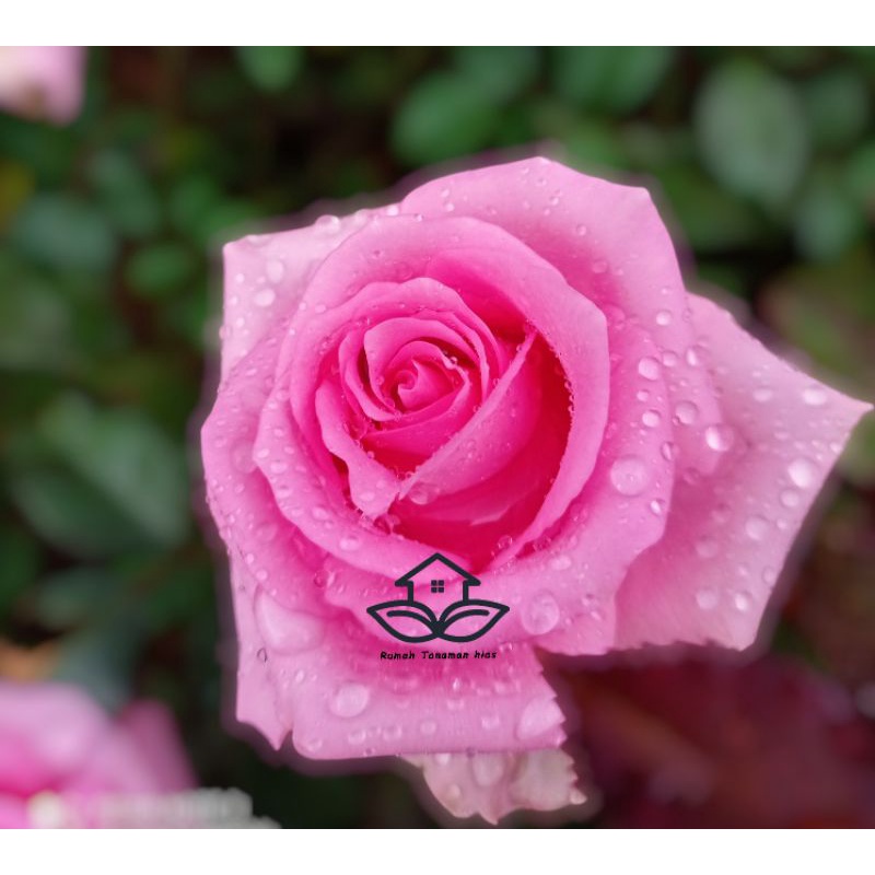 Bibit Mawar Holland (Revival)