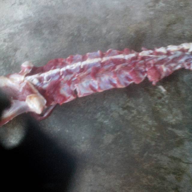 

Tulang Punggung