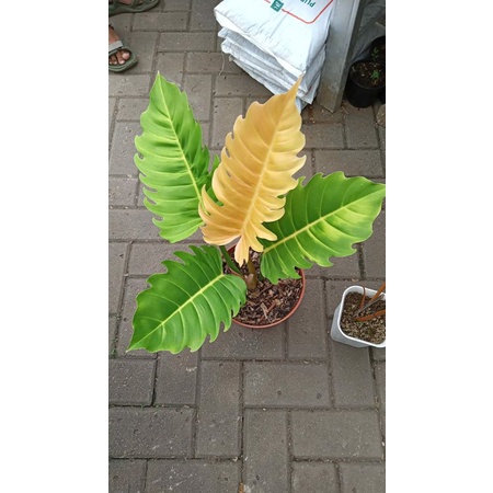 TANAMAN HIAS PHILO GREEN SAW TERLARIS