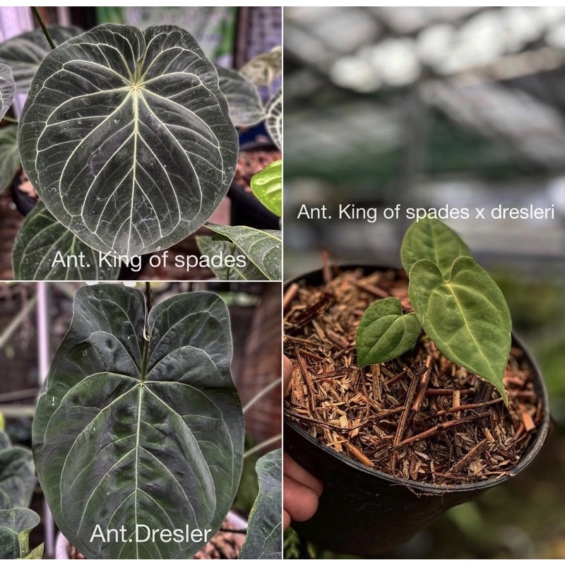 Anthurium King of spades x Dresleri hybrid baby