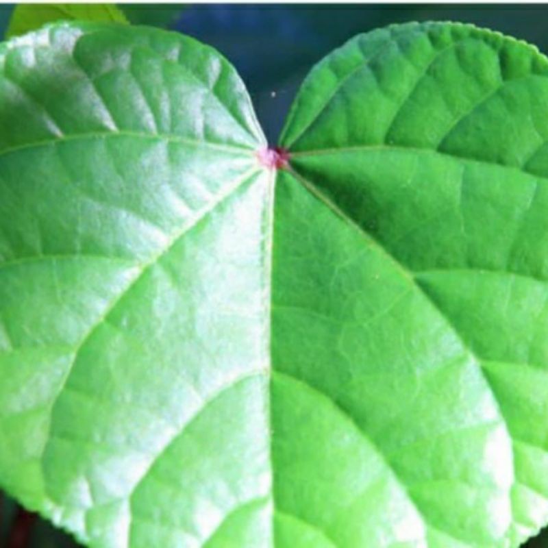 daun binahong hijau binahong merah