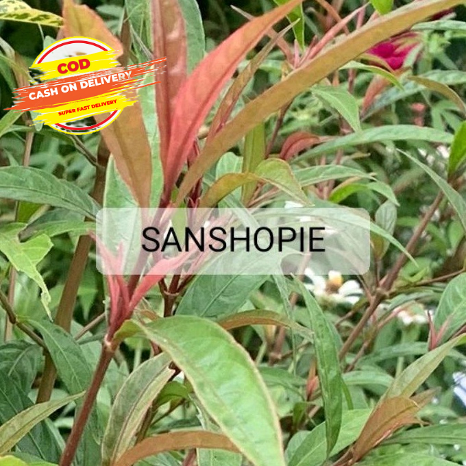 

Daun Prasman atau Genjik Segar 1 kg