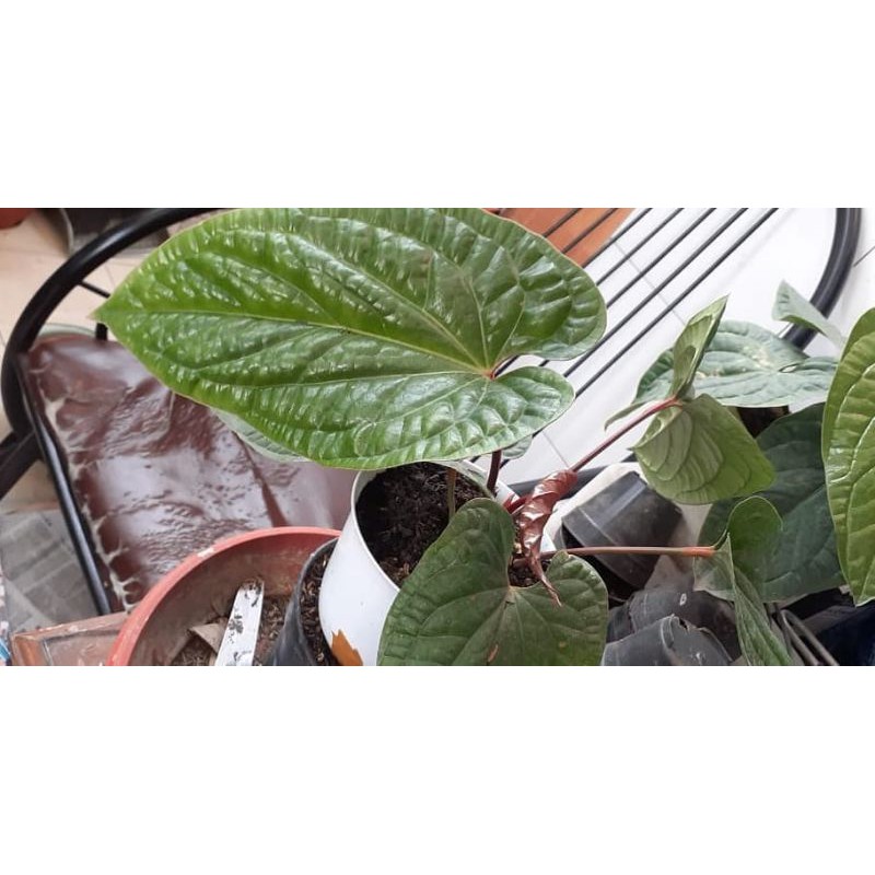 anthurium sirih radian luxurians