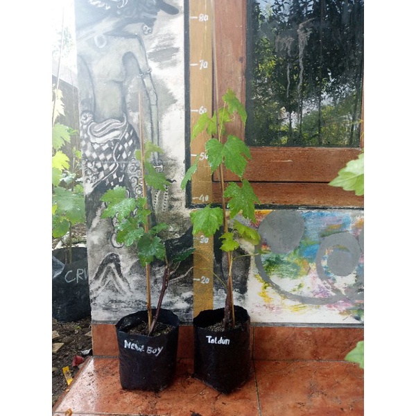 

anggur taldun dan Baikonur new