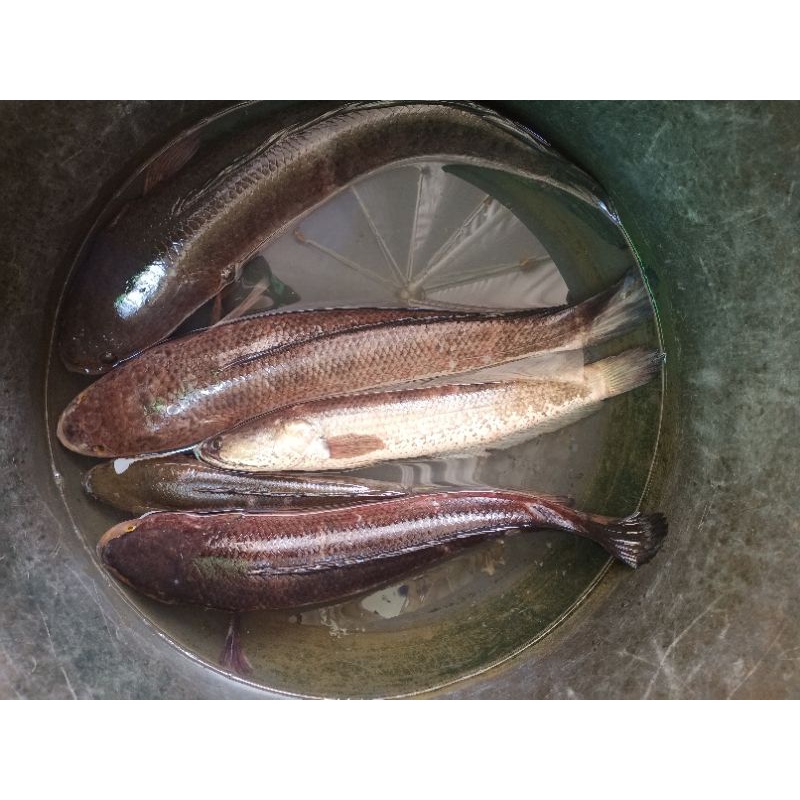 

Ikan Gabus Hidup Air Tawar 1 Kg Fresh