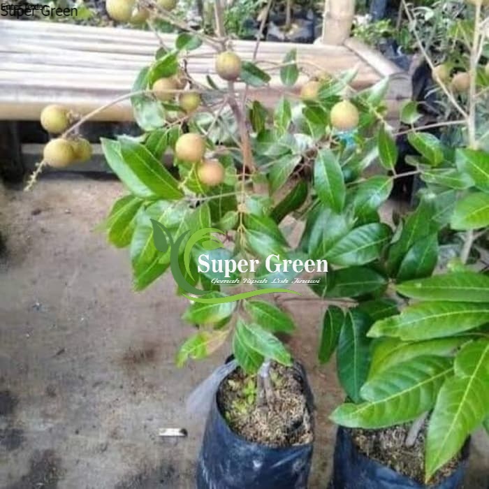 bibit kelengkeng matalada super