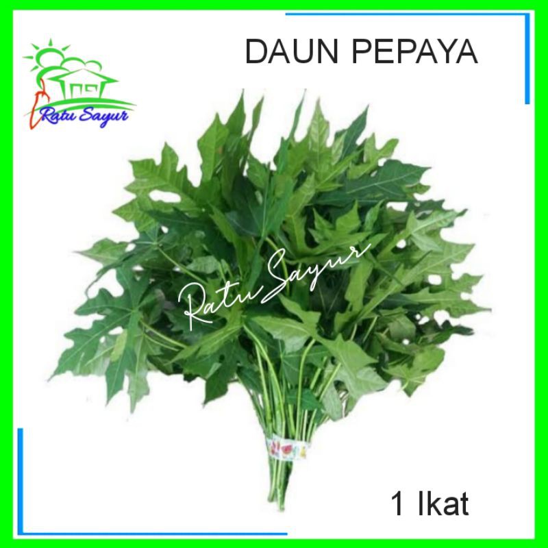 

DAUN PEPAYA/ratusayur.id