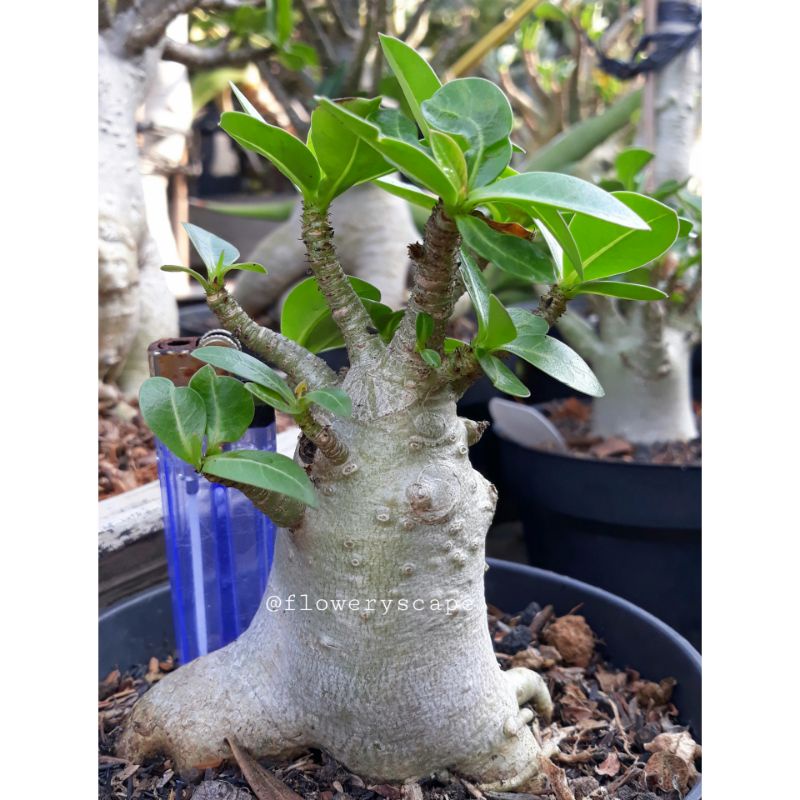 Adenium godji