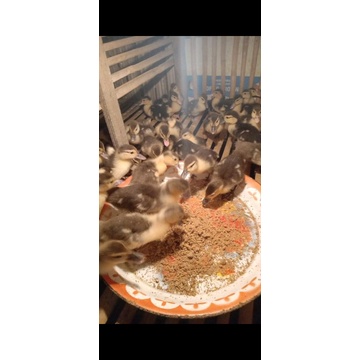 Anak Entok Silangan Rambon & Lokal-Bibit Anak Entok Silangan Rambon & Lokal