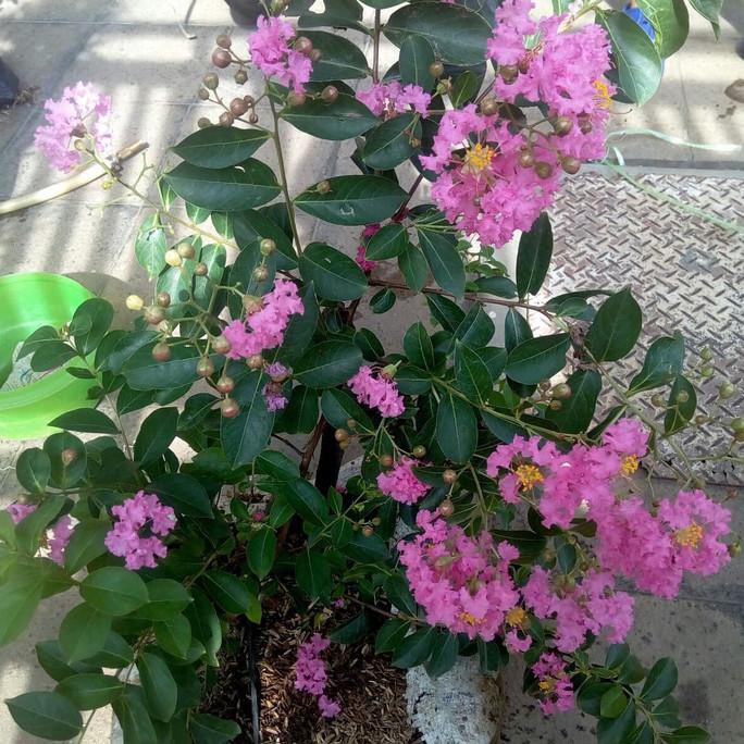 Produk Ready Pohon Sakura Besar