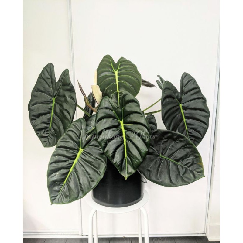 Alocasia Golden Bone / Alocasia Frydek bullata