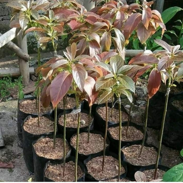 bibit buah alpukat red vietnam tinggi 40-60cm