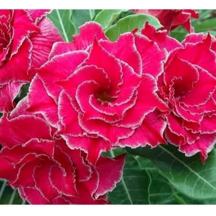 Bibit Bunga Kamboja Adenium Pink Heart - Tanaman Hias