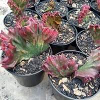 kaktus/euphorbia lactea red