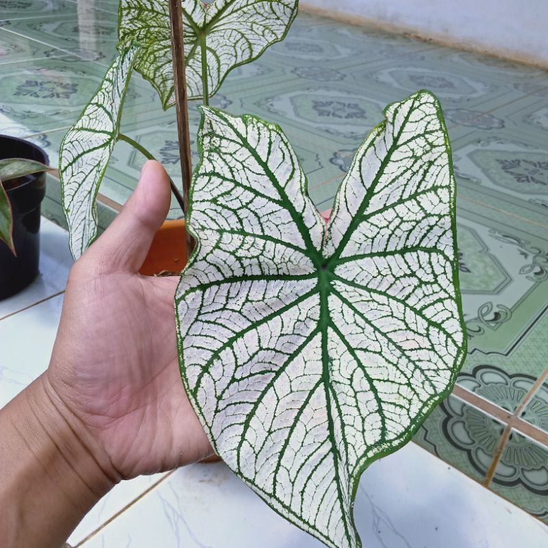 Tanaman Hias Talas Hias Keladi Putih