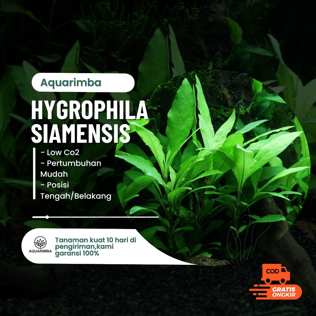 Hygrophila siamensis - tanaman aquascape tanpa co2