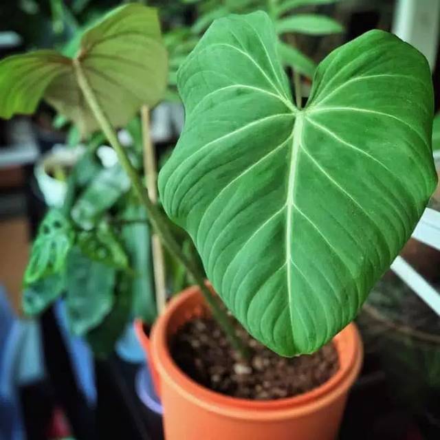 Tanaman Hias Philodendron Gloriosum Pilo Gloriosum Bibit Gloriosum Shopee Indonesia