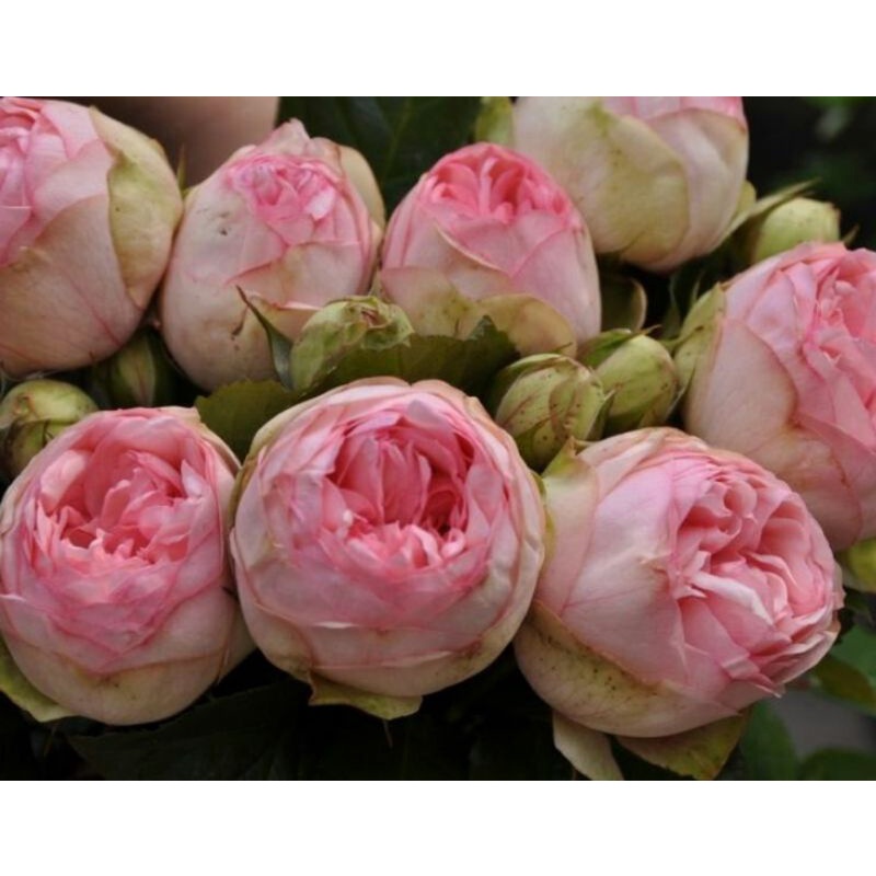Tanaman Hidup Bunga Mawar LOVELY ROKOKO-Mawar pink-Mawar impor-Tanaman mawar-Mawar hidup-Bunga mawar