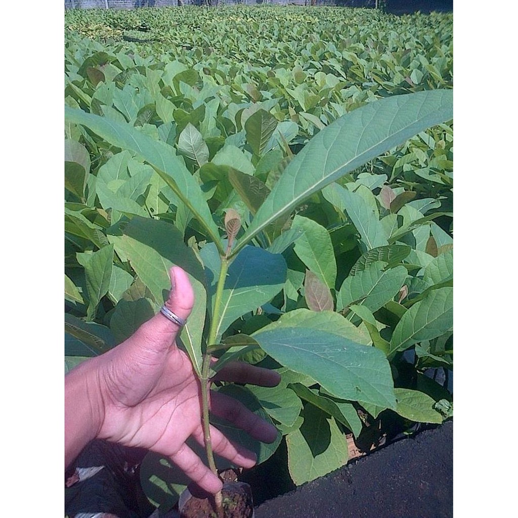 Pohon Jati Unggulan Paket 5pohon