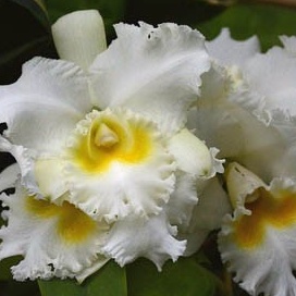 Anggrek Cattleya Blc. Phonnapa