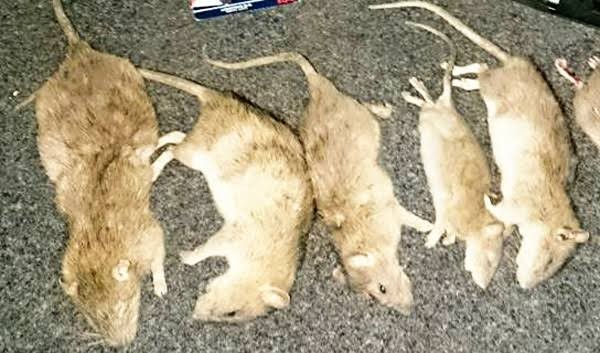 Umpan Jebakan Tikus Paling Ampuh Ramtus Racun Pembasmi Tikus Mati Kering Obat Pembunuh Tikus 2 Pack