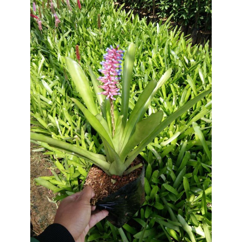 Bromelia Hijau