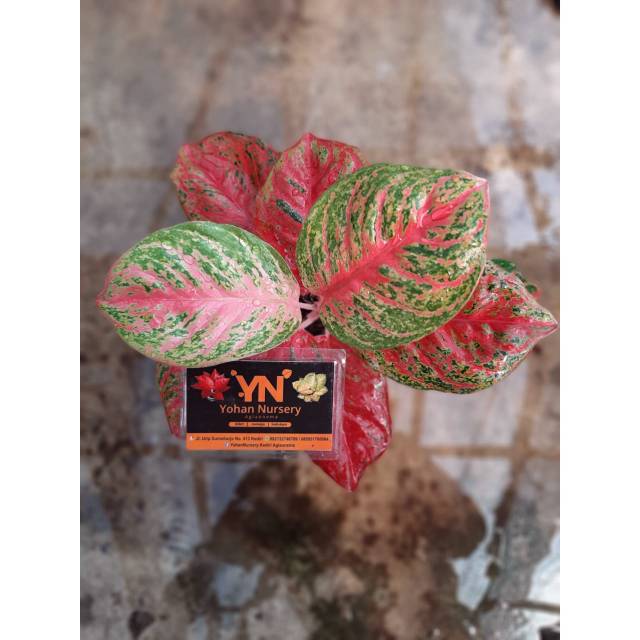 ready Aglaonema Wulandari