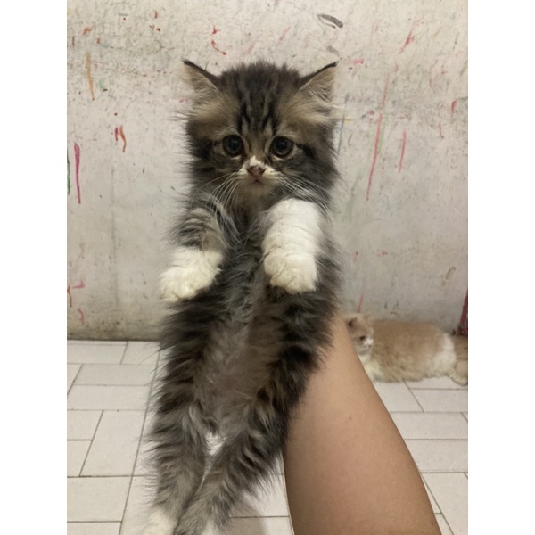 Kitten Persia 2.5 Bulan Jantan Betina