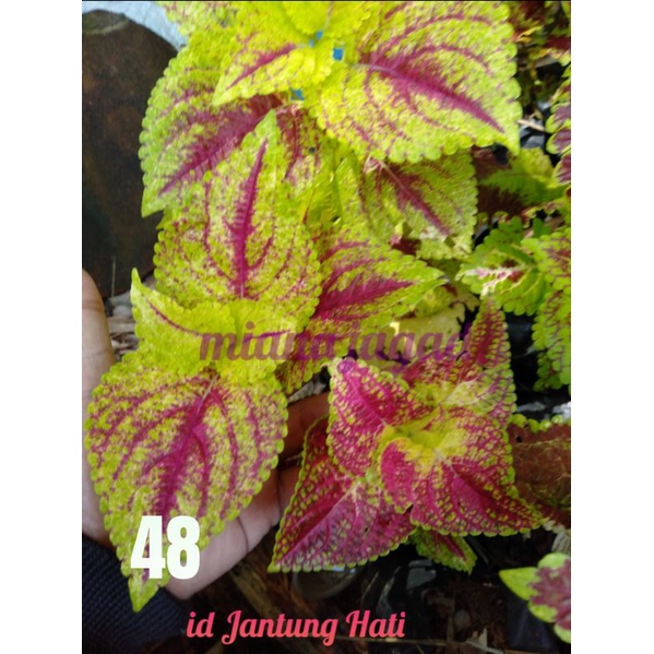 Miana Premium/jantung hati/Promo 2stek