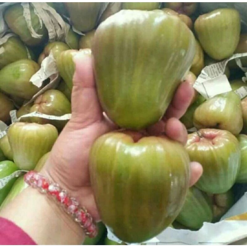 

Jambu Cincalo hijau 1kg