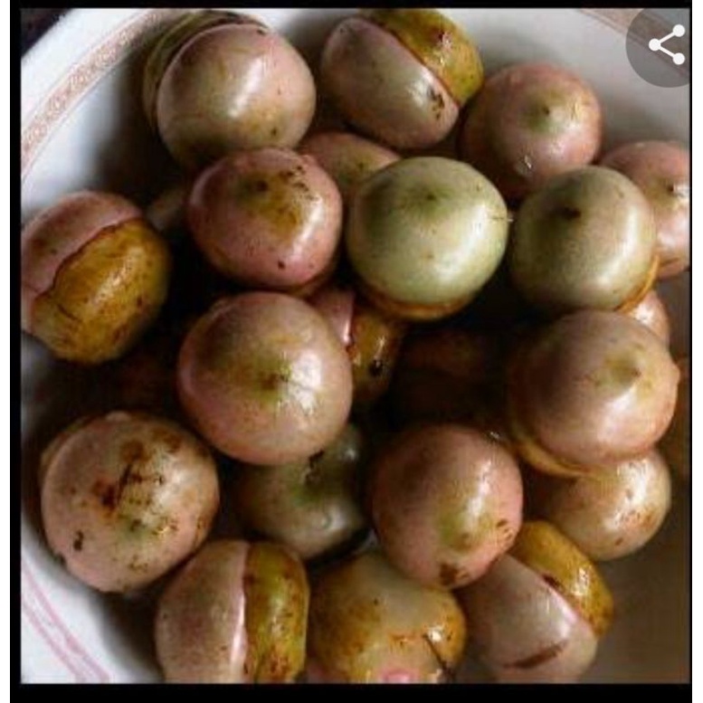 

Buah Kalang Kala Khas Banjar 10 biji