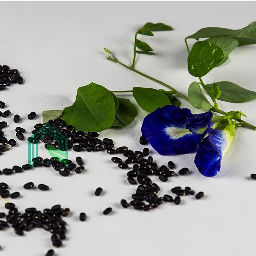 Bibit Telang Biru / Biji Telang Biru/ Biji Bunga Telang Butterfly Per Pack