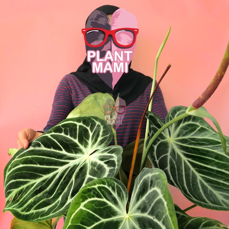 anthurium dorayaki X