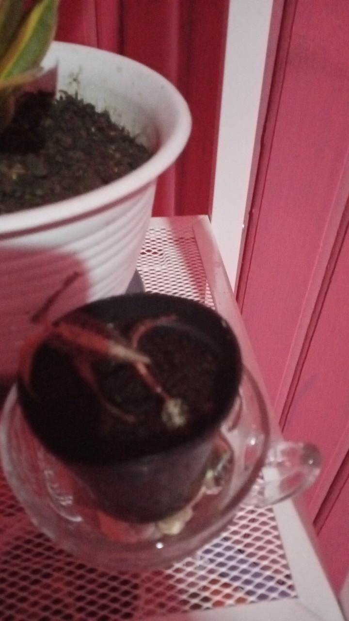 Jewel Orchid Nephelaphyllum Red Promo Bonus Pot