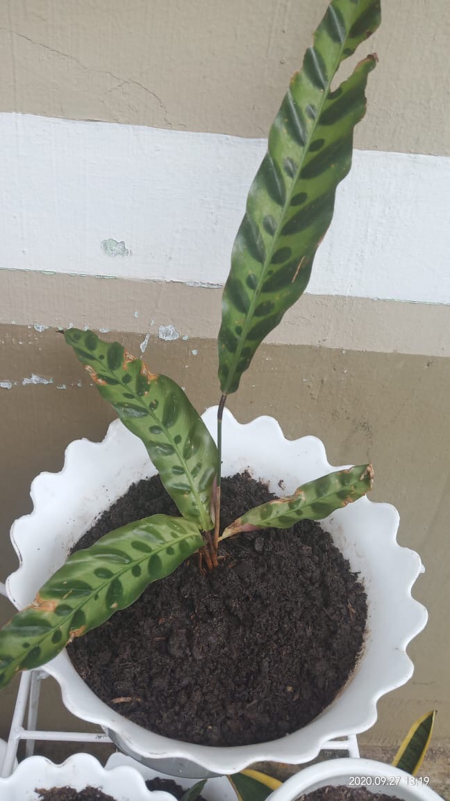 Tanaman hias calathea  lancifolia Pohon meranti ekor  