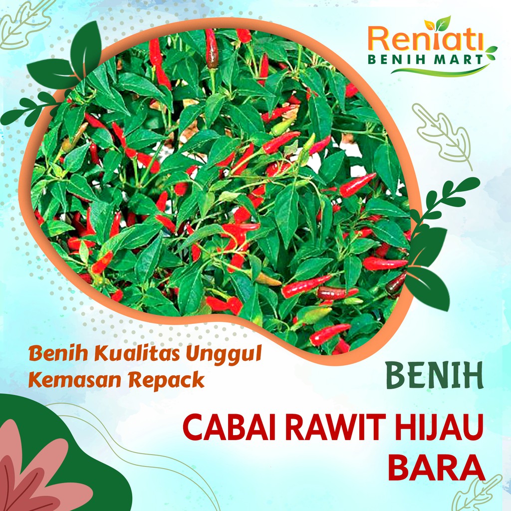 15 biji benih cabe rawit setan - bibit cabai rawit hijau bara