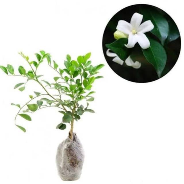 Bunga Kemuning Jepang