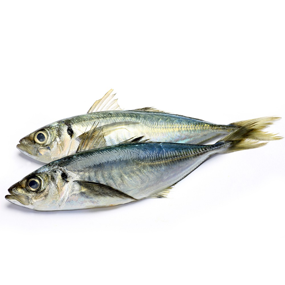 

IKAN KEMBUNG SEGAR