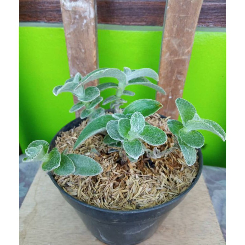 Tanaman kaktus sukulen | Tradescantia Sillamontana murah