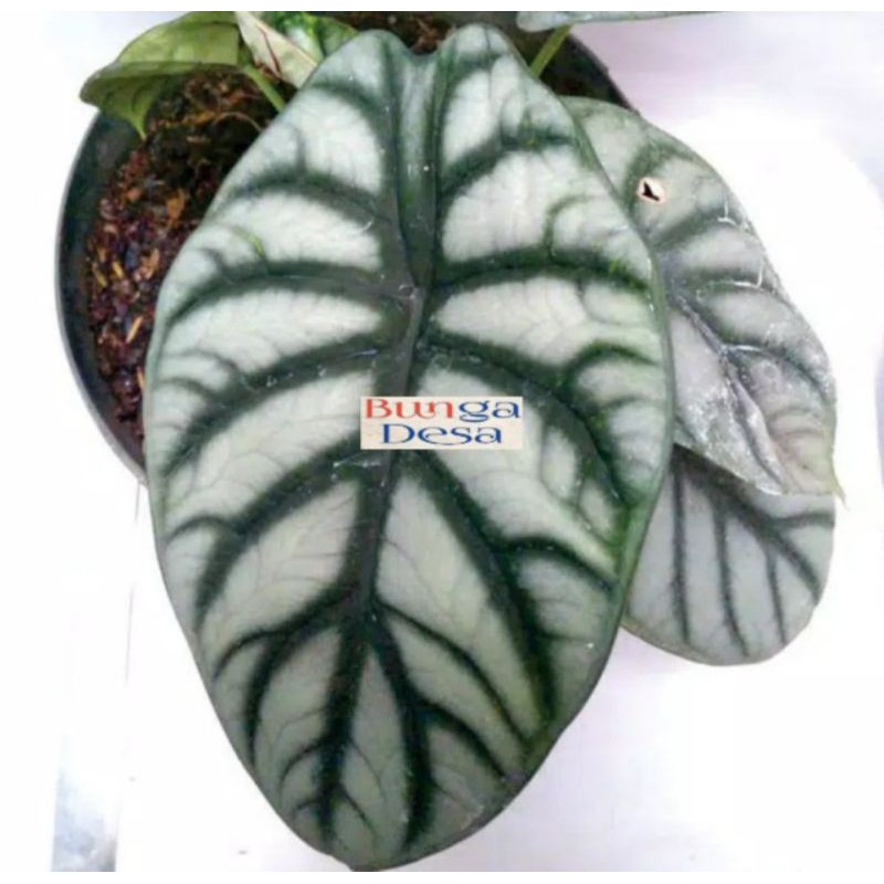 Alocasia dragon silver 2-3 daun ukuran L