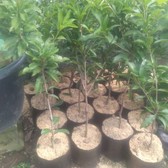 Tanaman buah Sawo alano atau aleno atau sawo jumbo